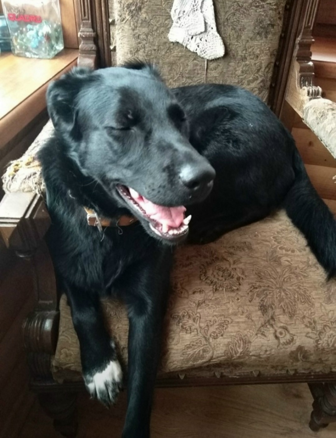 Пропала собака в Одинцове — фото объявления