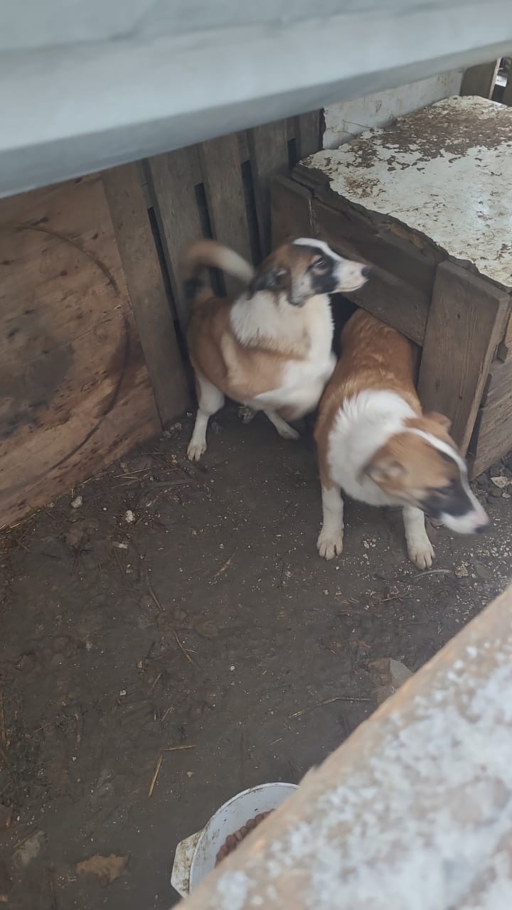 Найдена собака в Одинцове — фото объявления