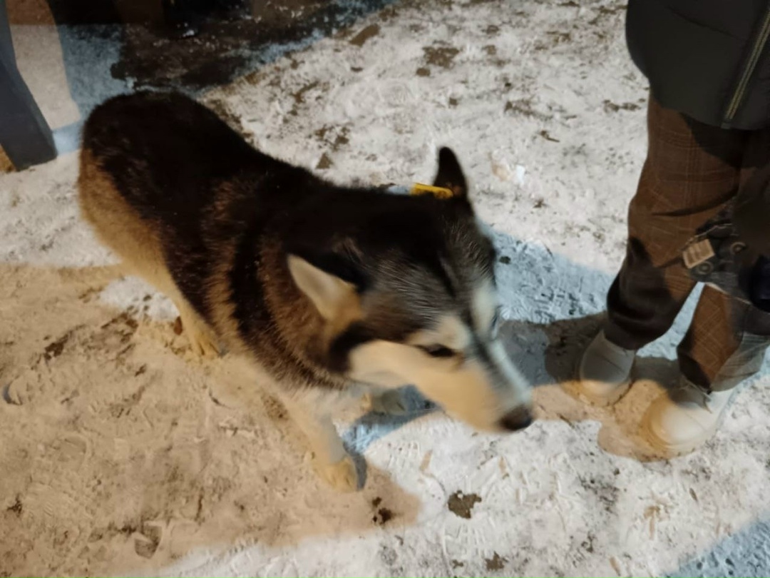 Найдена собака в Одинцове — фото объявления
