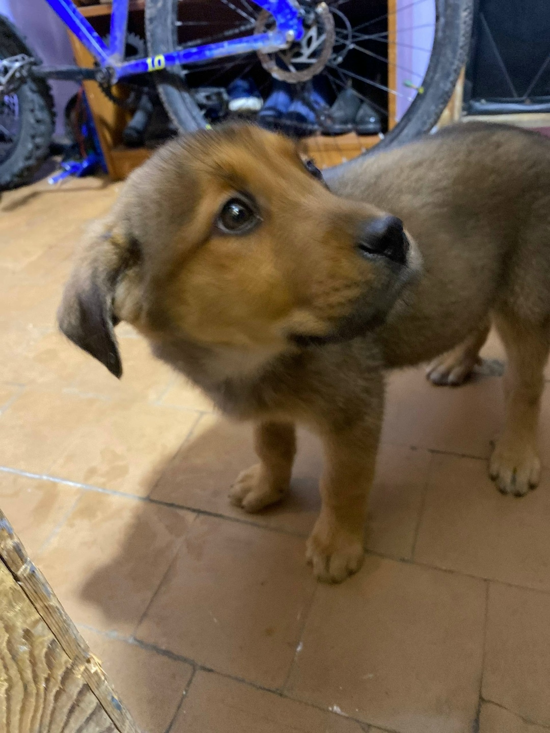 Найдена собака в Одинцове — фото объявления