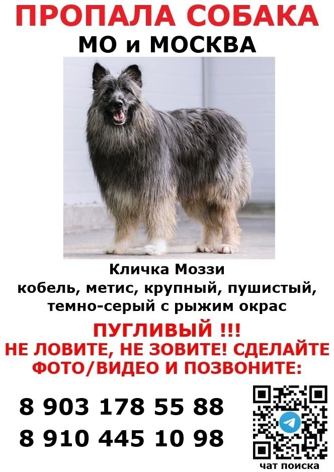 Пропала собака в Одинцове — фото объявления