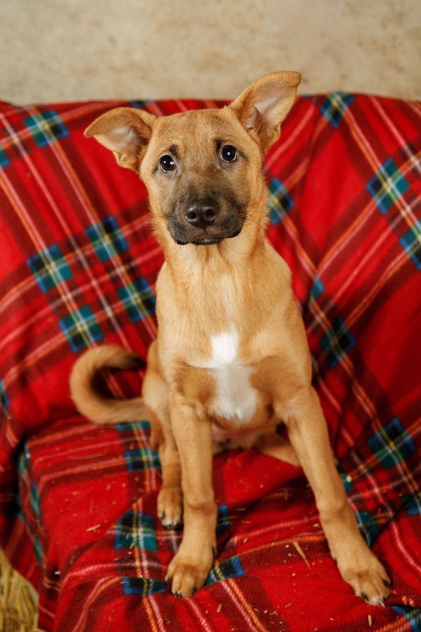 Пропала собака в Одинцове — фото объявления