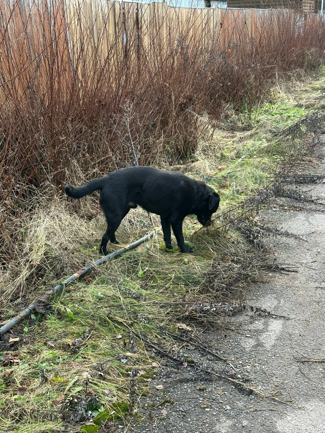 Найдена собака в Одинцове — фото объявления