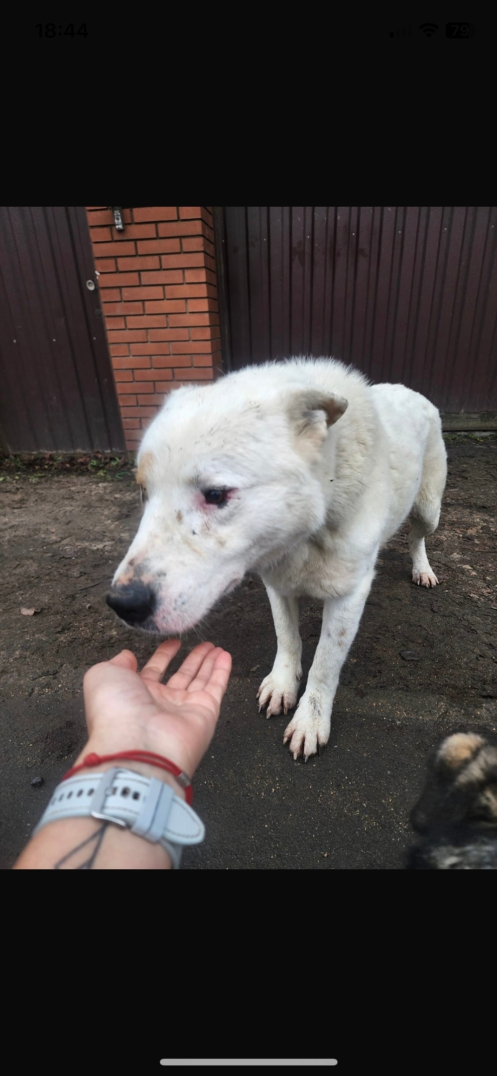 Найдена собака в Одинцове — фото объявления