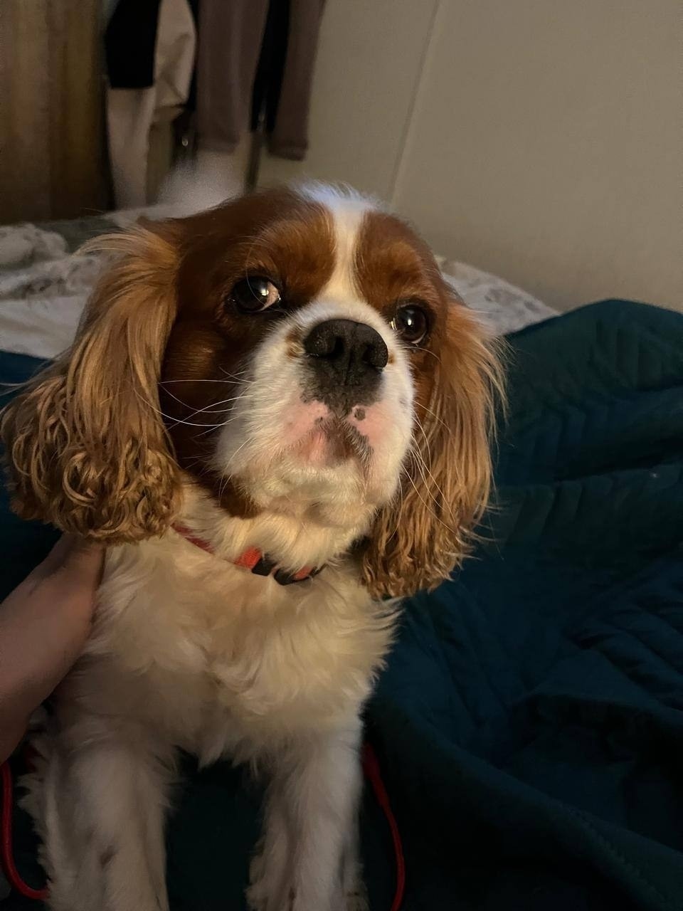 Пропала собака в Одинцове — фото объявления