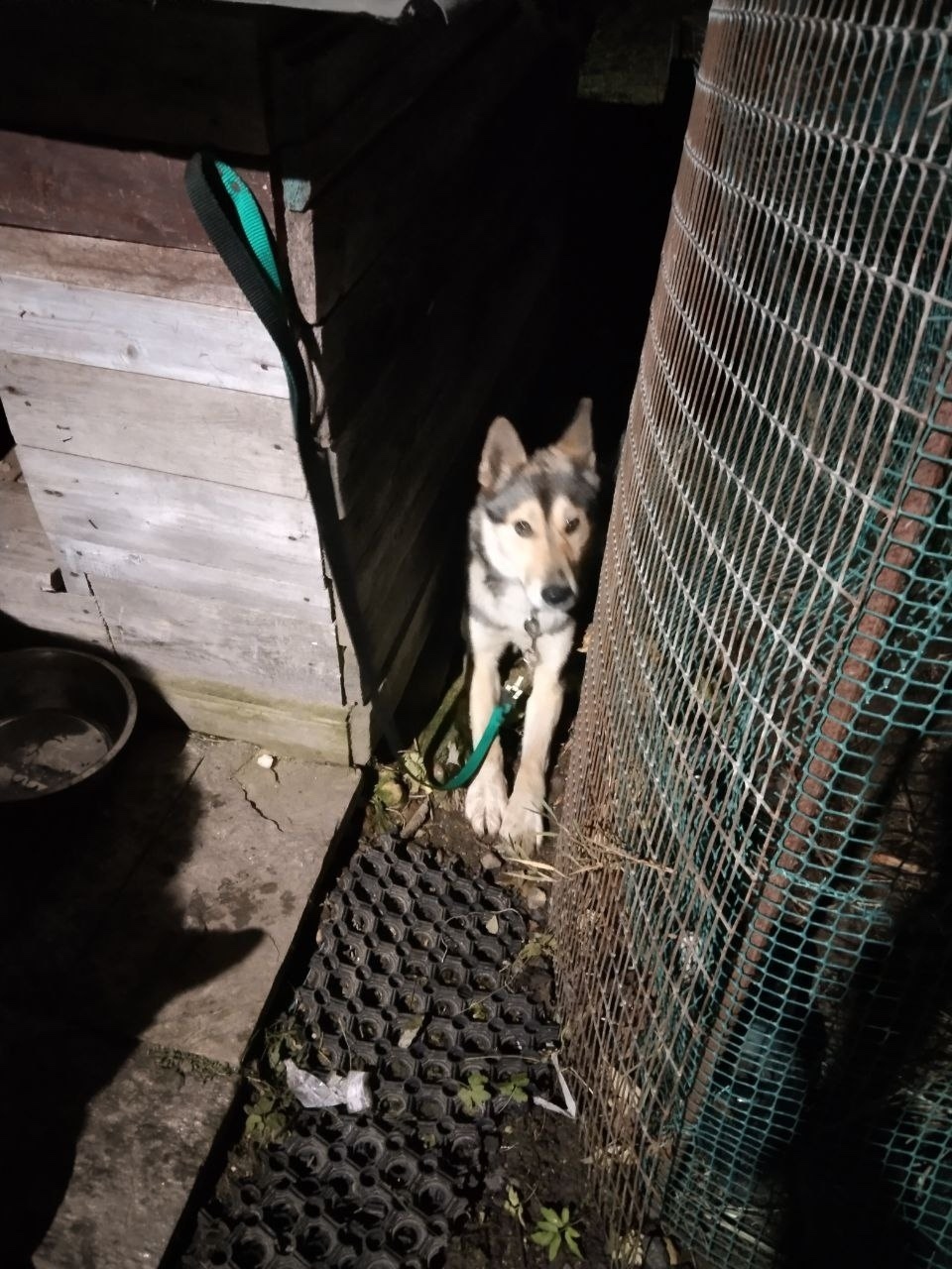 Найдена собака в Одинцове — фото объявления