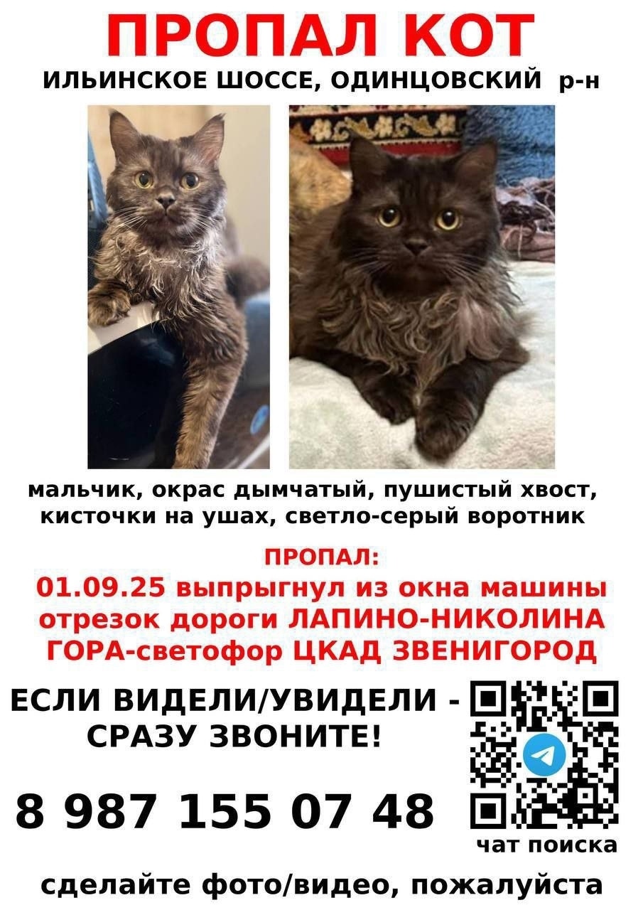 Пропала кошка в Одинцове — фото объявления