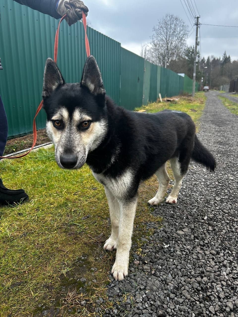 Найдена собака в Одинцове — фото объявления