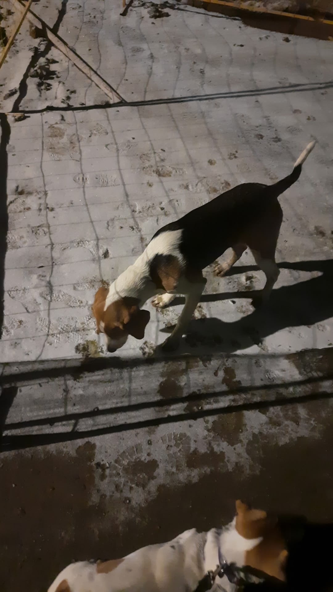 Найдена собака в Одинцове — фото объявления