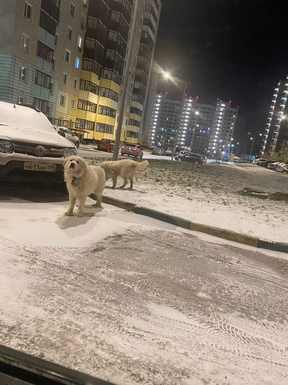 Найдена собака в Одинцове — фото объявления