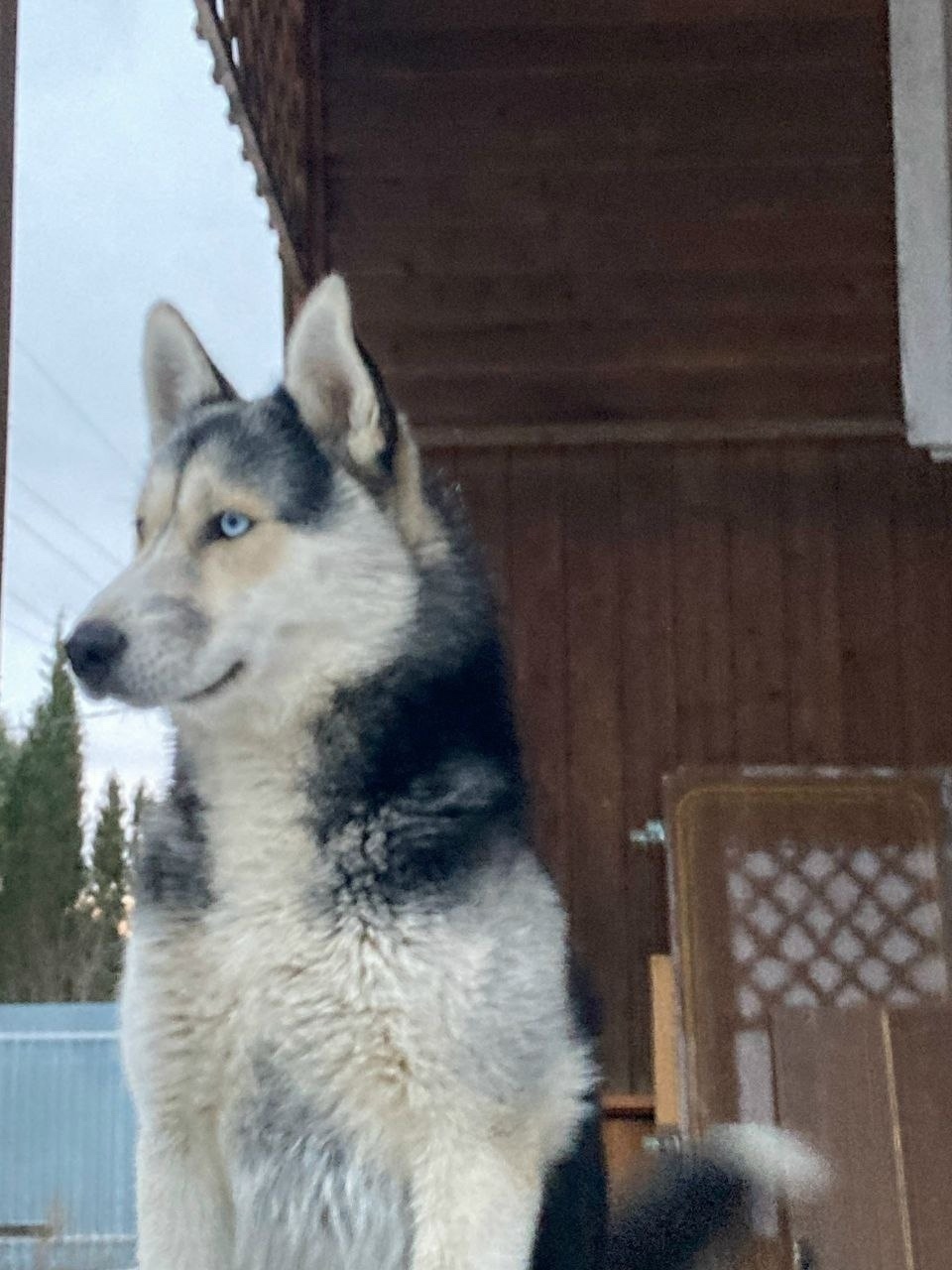 Пропала собака в Одинцове — фото объявления