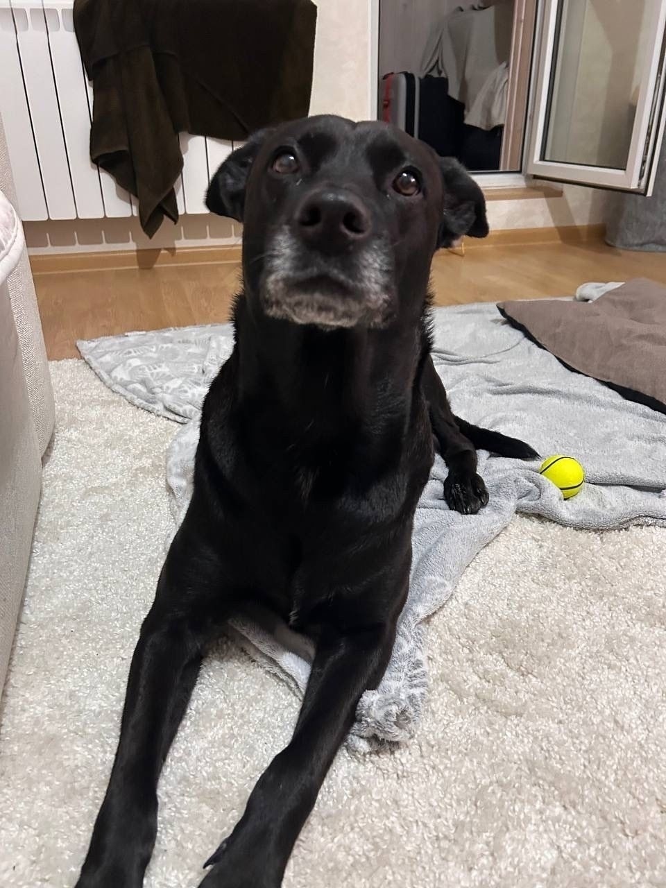 Найдена собака в Одинцове — фото объявления