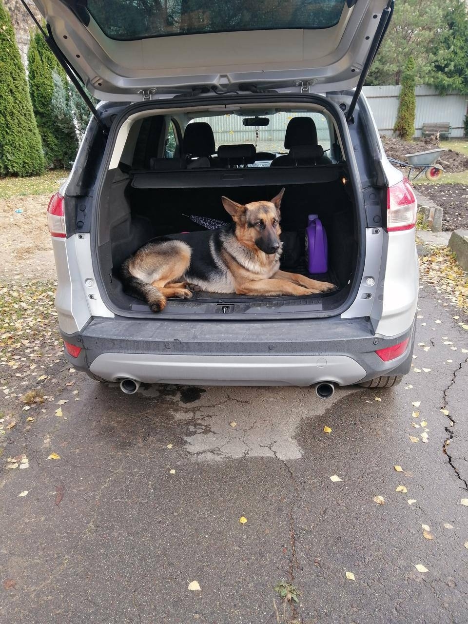 Пропала собака в Одинцове — фото объявления