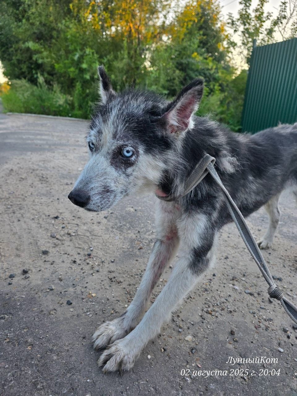 Найдена собака в Одинцове — фото объявления