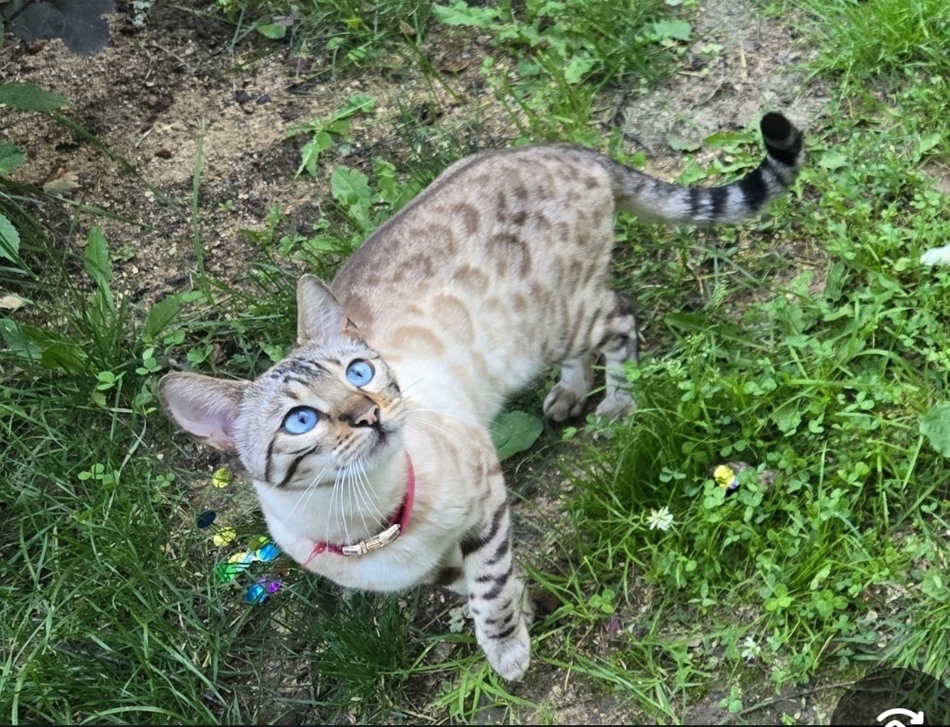 Пропала кошка в Одинцове — фото объявления