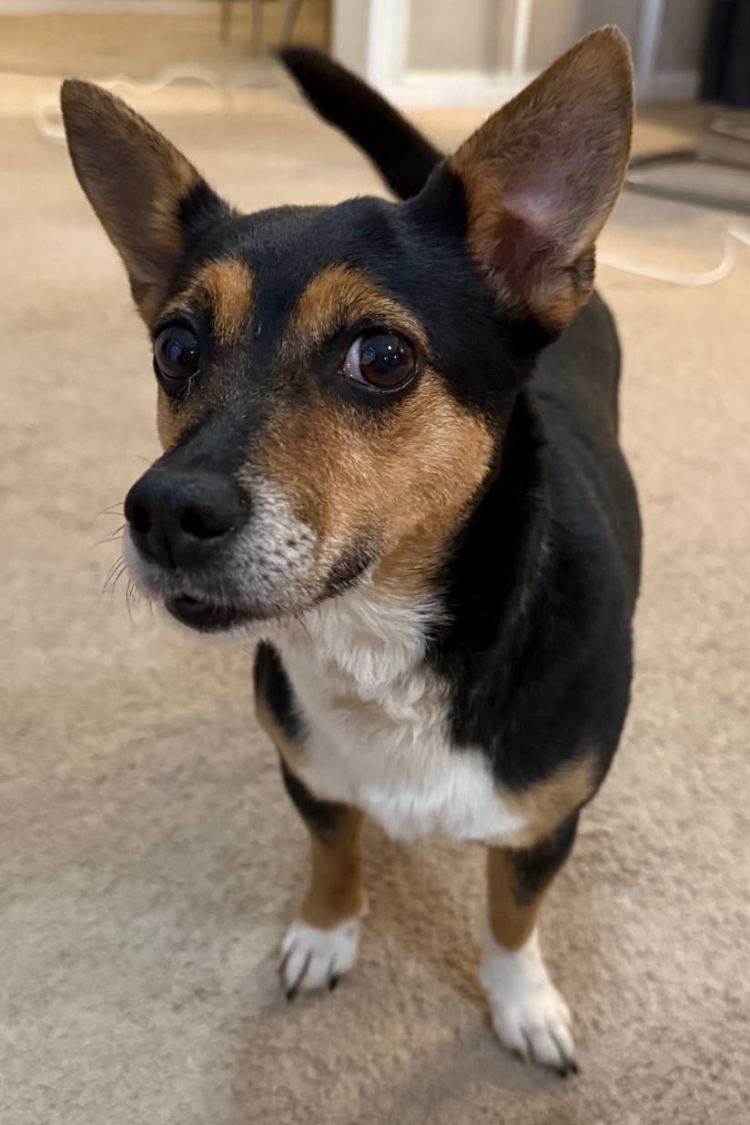 Найдена собака в Одинцове — фото объявления