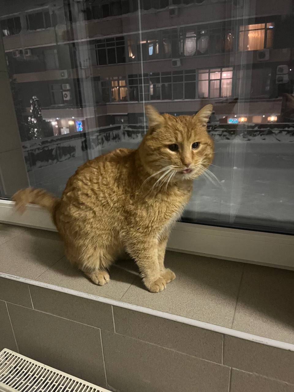 Пропала кошка в Одинцове — фото объявления