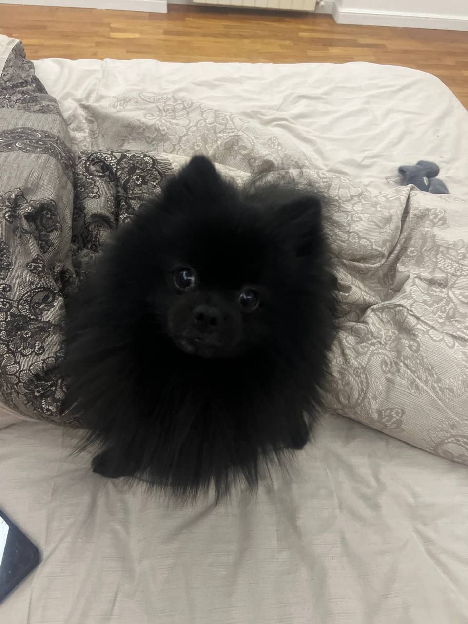 Пропала собака в Одинцове — фото объявления