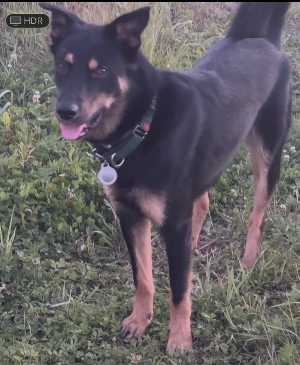 Пропала собака в Одинцове — фото объявления