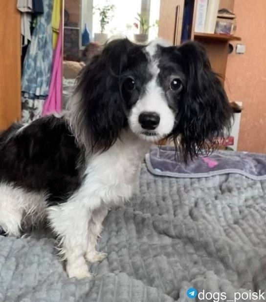 Пропала собака в Одинцове — фото объявления