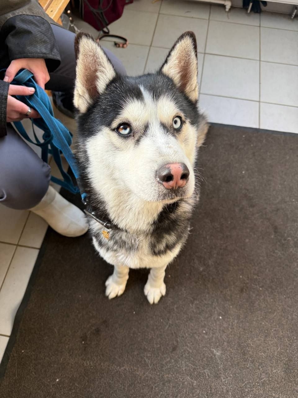 Найдена собака в Одинцове — фото объявления