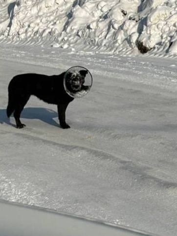 Найдена собака в Одинцове — фото объявления