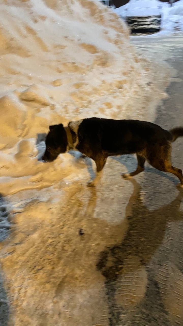 Пропала собака в Одинцове — фото объявления