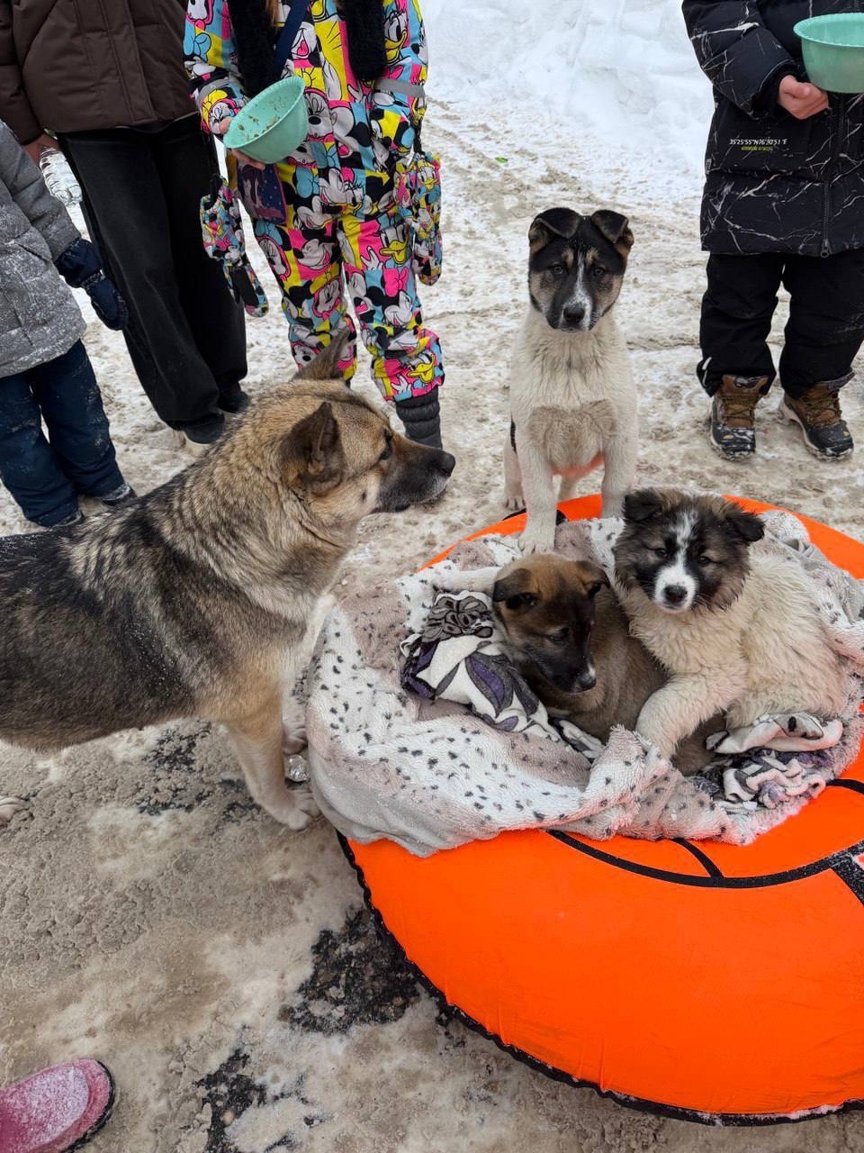 Пропала собака в Одинцове — фото объявления
