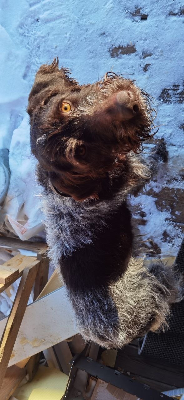 Найдена собака в Одинцове — фото объявления