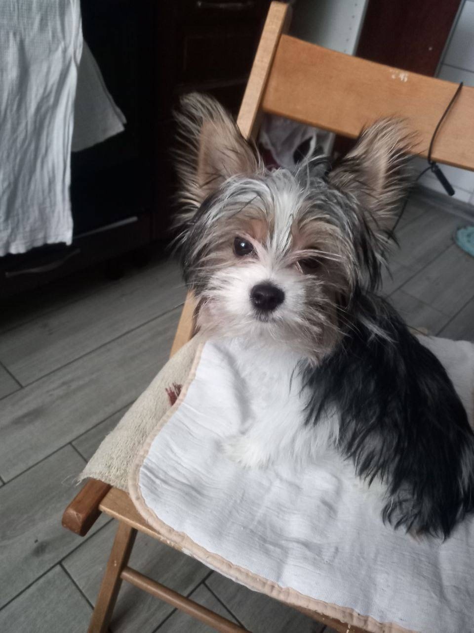 Пропала собака в Одинцове — фото объявления