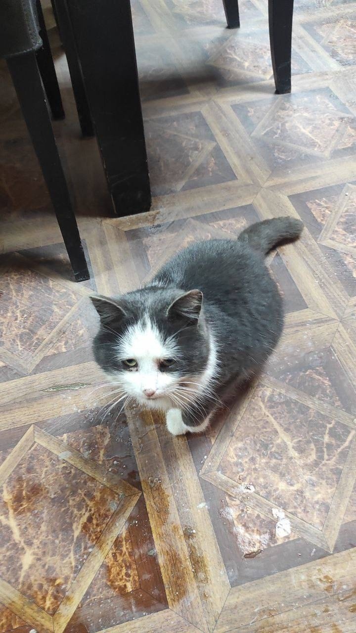 Найдена кошка в Одинцове — фото объявления