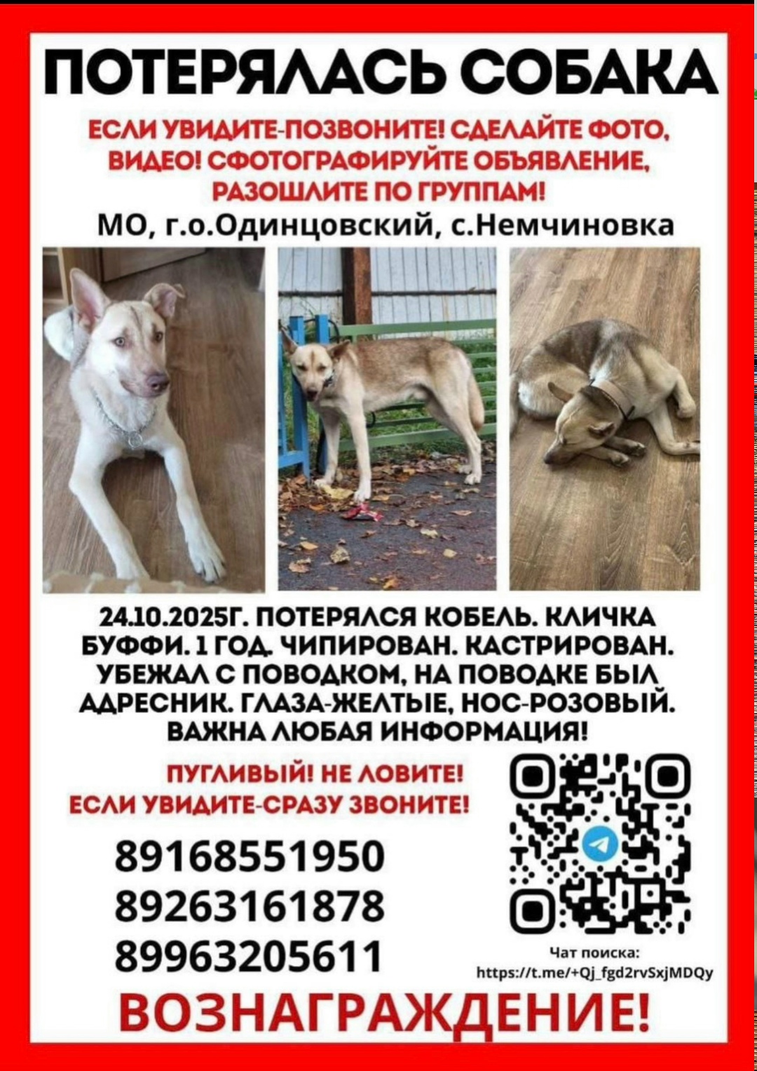 Пропала собака в Одинцове — фото объявления
