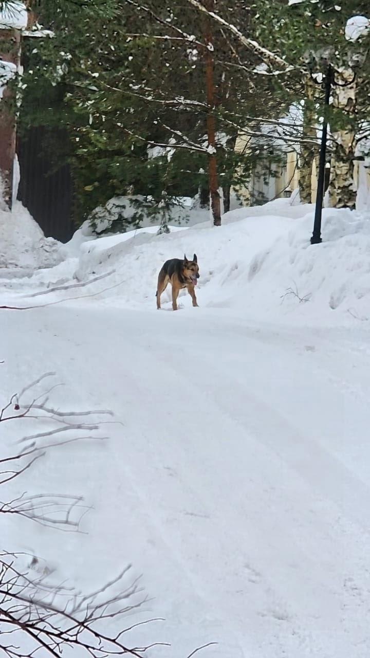 Пропала собака в Одинцове — фото объявления