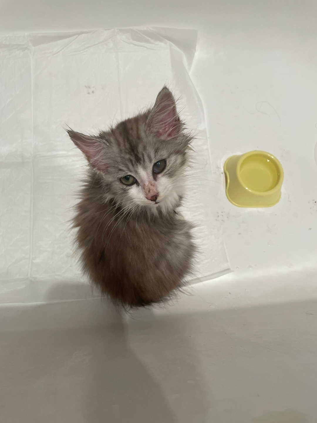 Найдена кошка в Одинцове — фото объявления