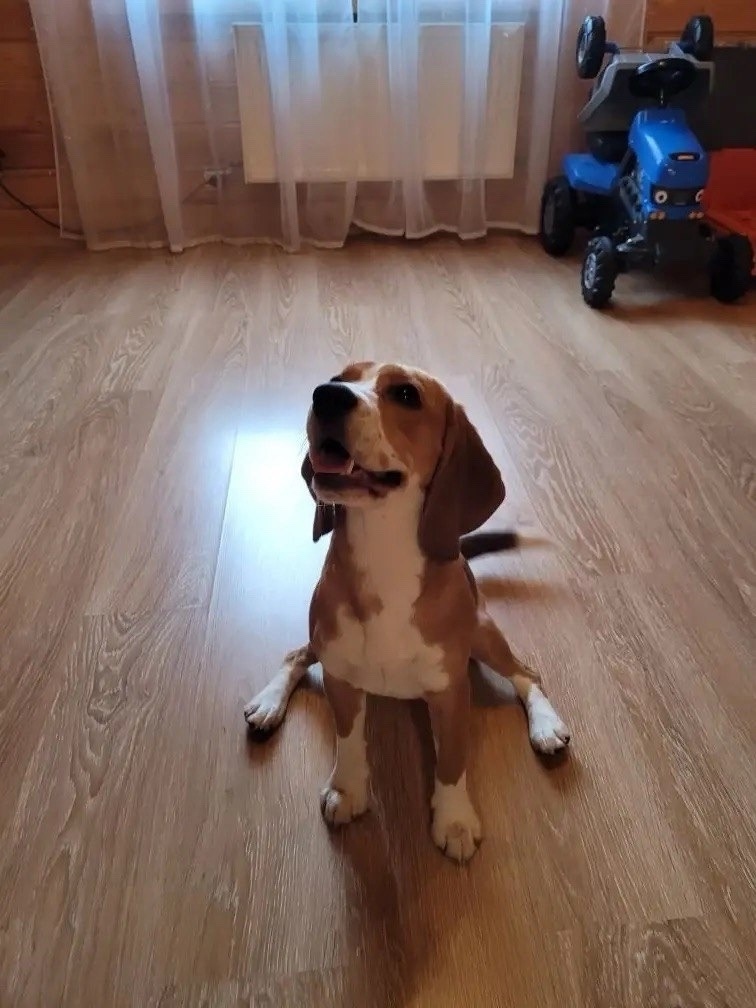 Найдена собака в Одинцове — фото объявления