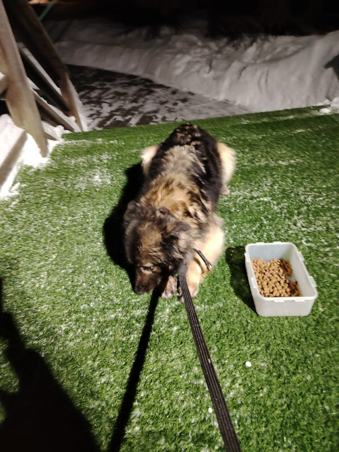 Найдена собака в Одинцове — фото объявления