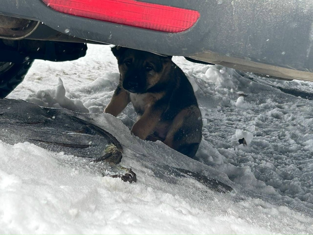 Пропала собака в Одинцове — фото объявления