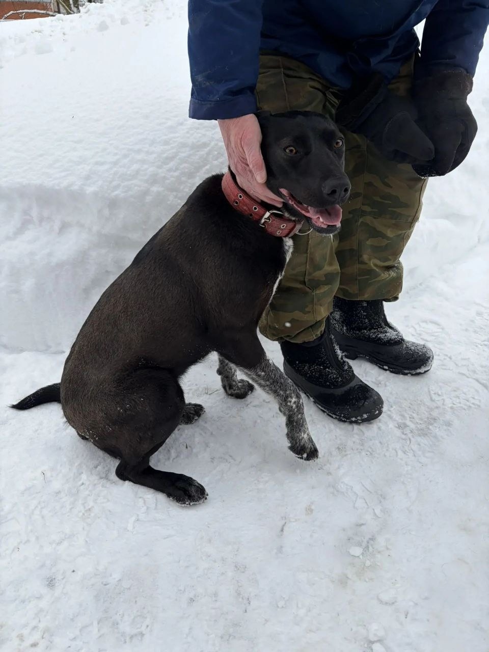 Пропала собака в Одинцове — фото объявления