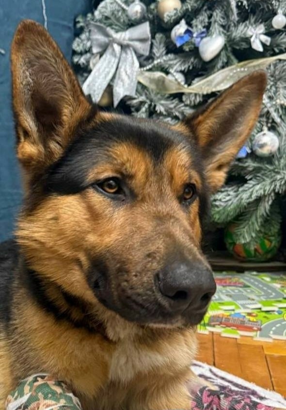 Найдена собака в Одинцове — фото объявления