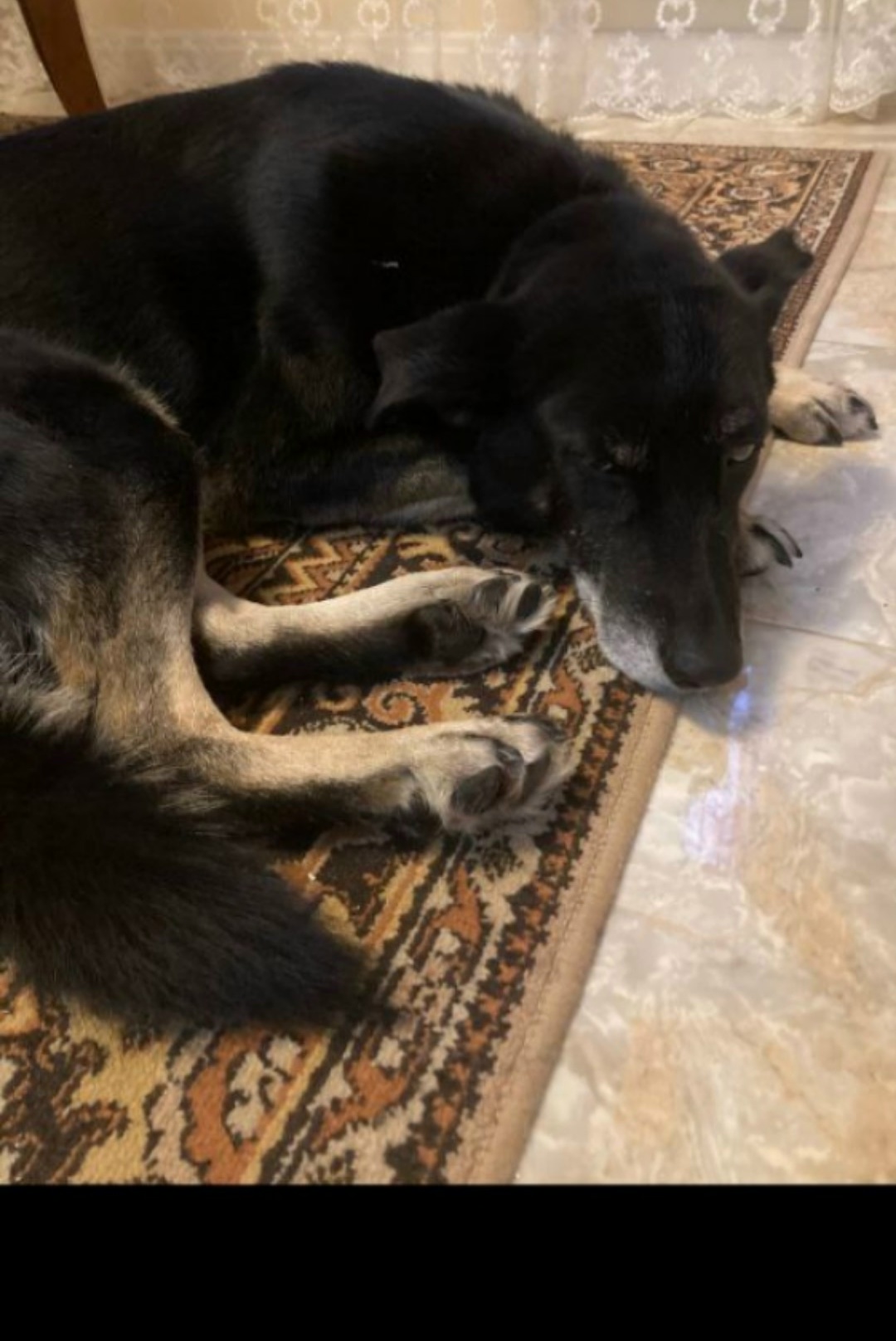 Найдена собака в Одинцове — фото объявления