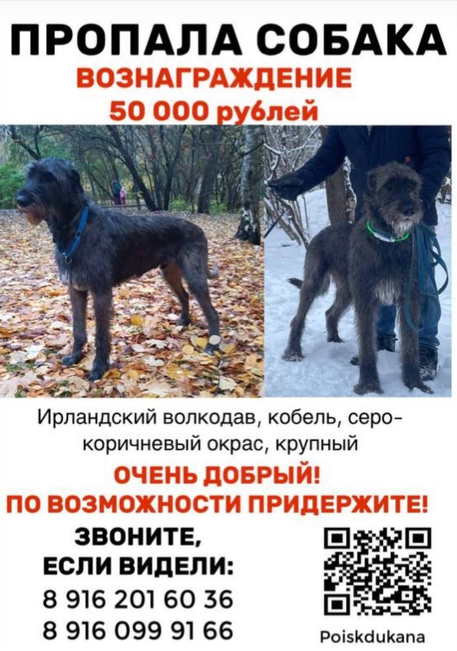 Пропала собака в Одинцове — фото объявления