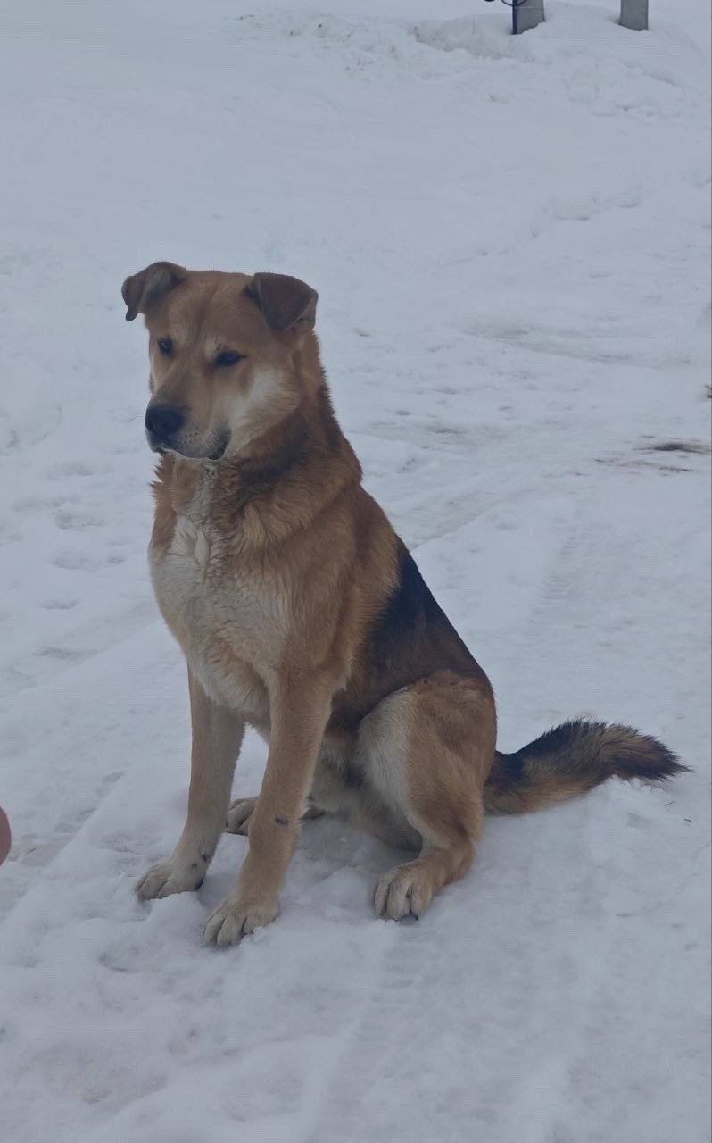Найдена собака в Одинцове — фото объявления