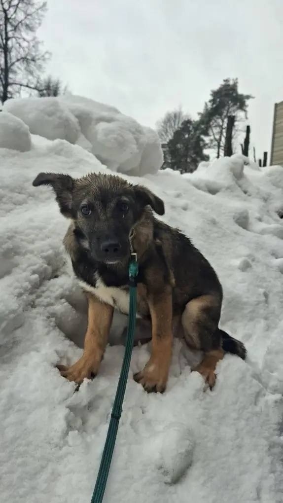 Пропала собака в Одинцове — фото объявления