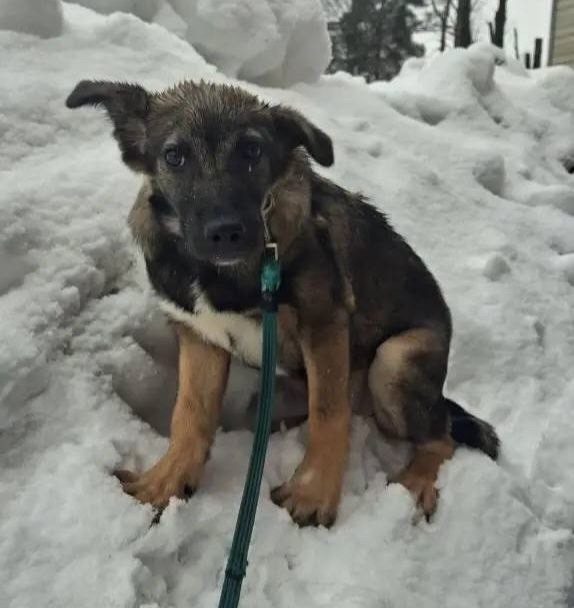 Найдена собака в Одинцове — фото объявления