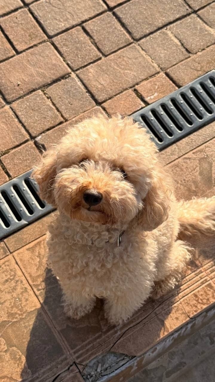 Пропала собака в Одинцове — фото объявления