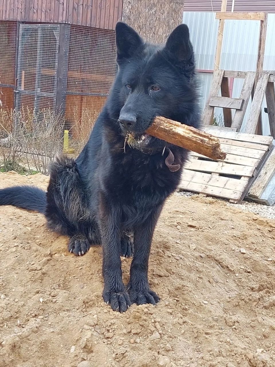 Пропала собака в Одинцове — фото объявления