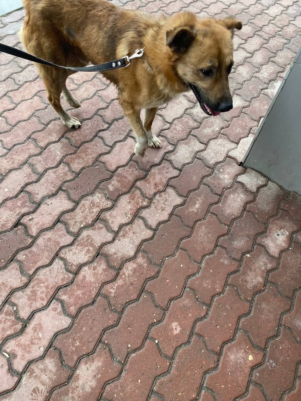 Найдена собака в Одинцове — фото объявления