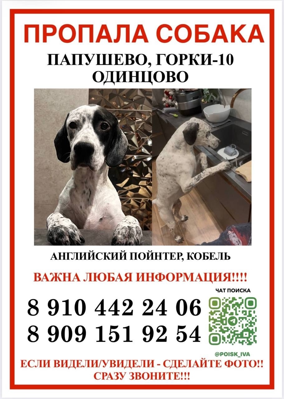 Пропала собака в Одинцове — фото объявления