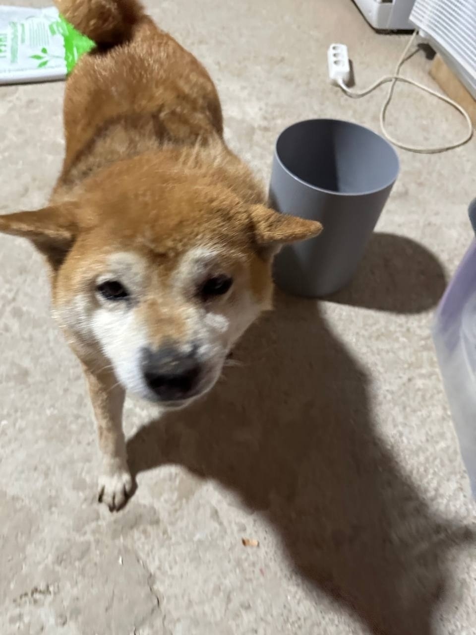 Найдена собака в Одинцове — фото объявления