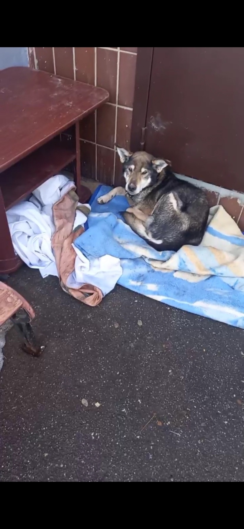 Найдена собака в Одинцове — фото объявления